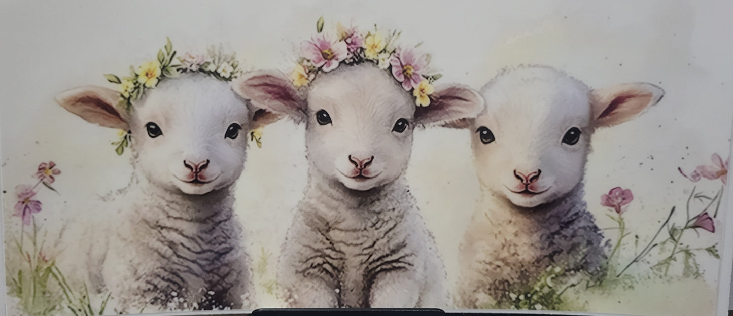 Baby Lambs