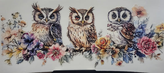 Baby Owls 2